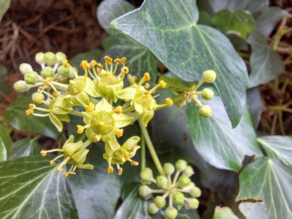 De tuin treurt