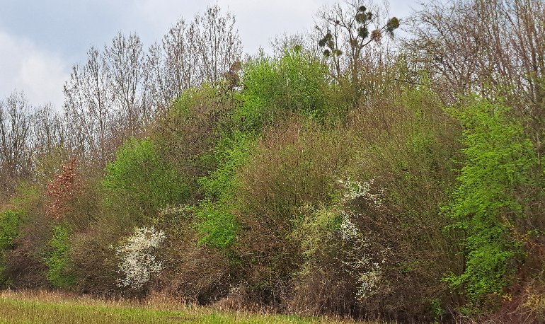 Natuurgebied Motmolen in de vroege lente