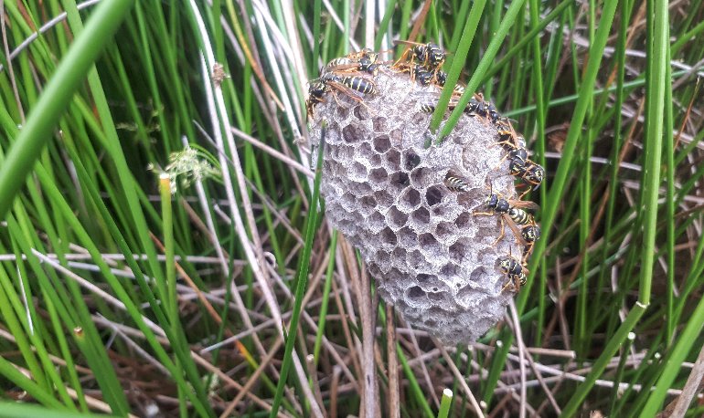 Onze natuur