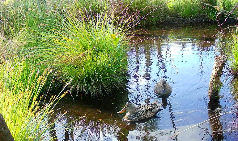 Onze natuur