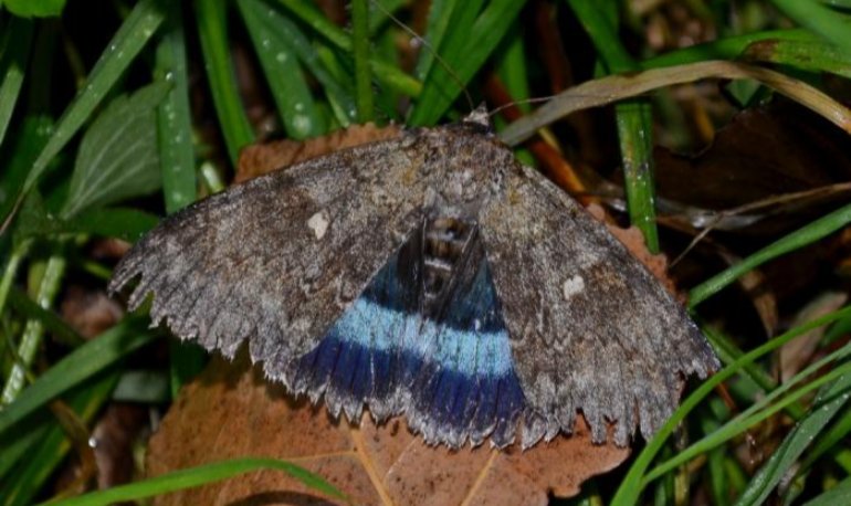 Natuurreservaat Motmolen