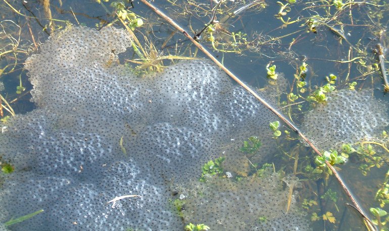 Natuurreservaat Motmolen