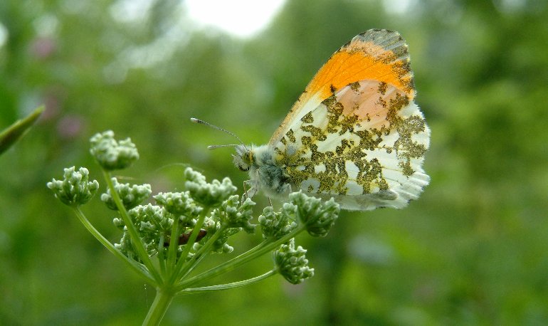 Natuurreservaat Motmolen