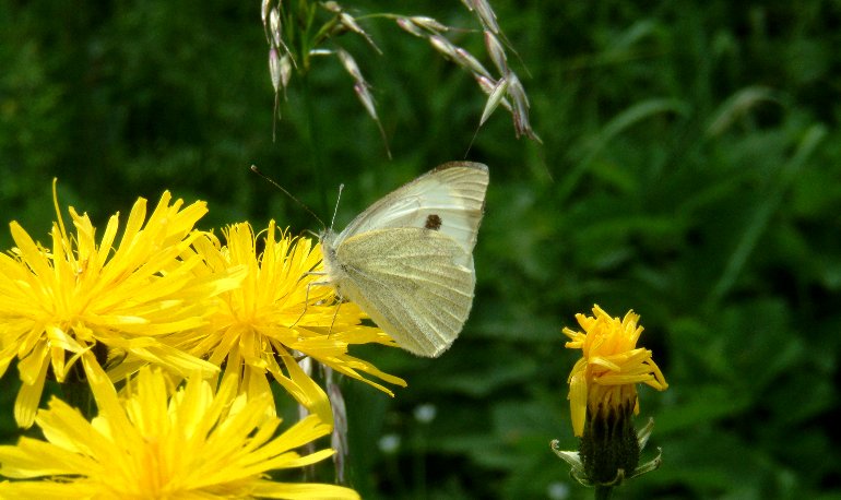 Natuurreservaat Motmolen
