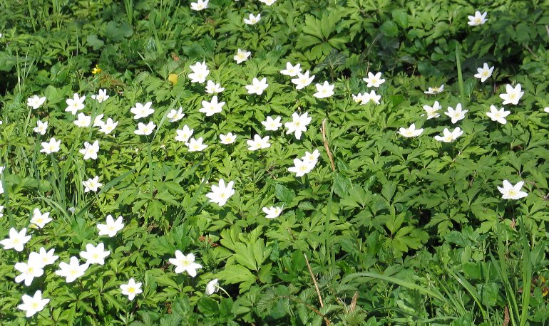 Natuurreservaat Motmolen