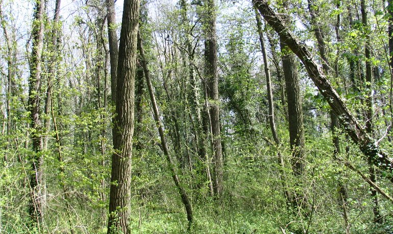Natuurreservaat Motmolen