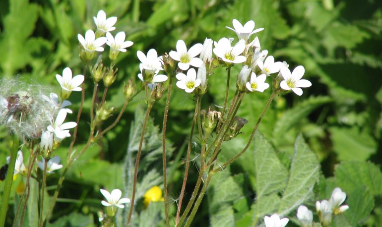 Natuurreservaat Motmolen