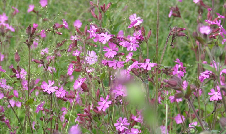 Natuurreservaat Motmolen