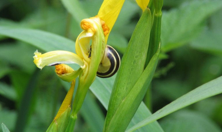 Natuurreservaat Motmolen