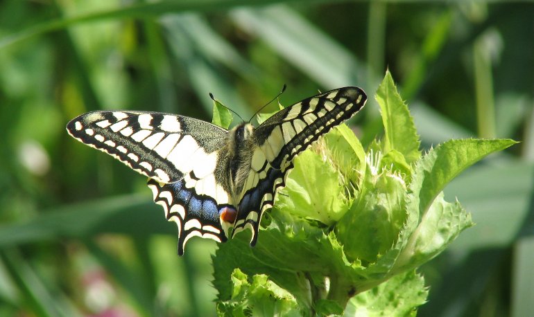 Natuurreservaat Motmolen