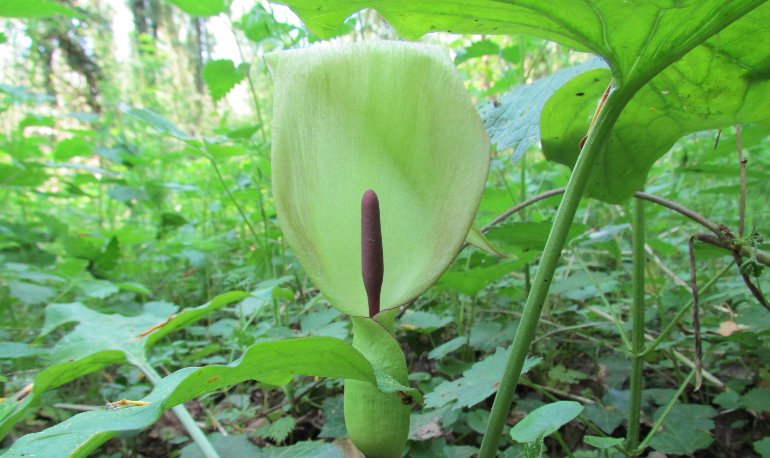 Natuurreservaat Motmolen