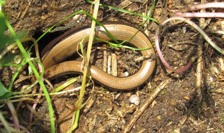 Natuurreservaat Motmolen