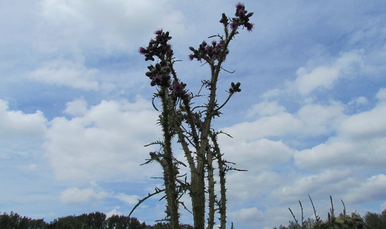 Natuurreservaat Motmolen