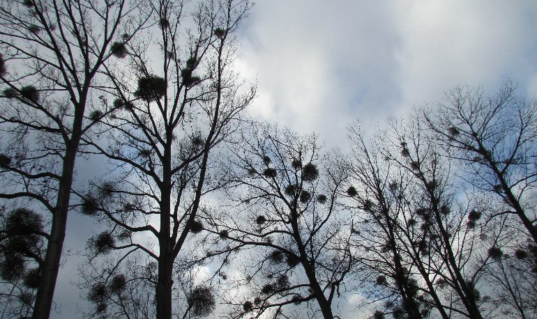 Natuurreservaat Motmolen