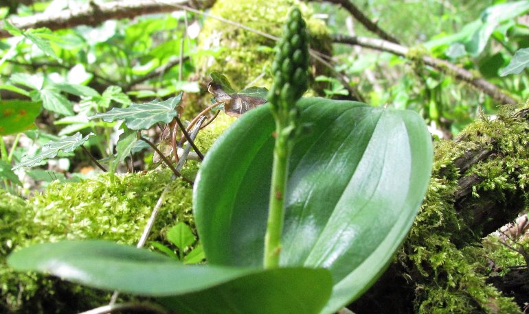 Natuurreservaat Motmolen