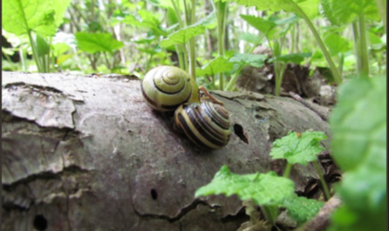 Natuurreservaat Motmolen