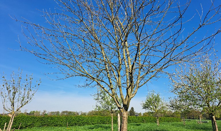 Erik Bemelmans boomgaard