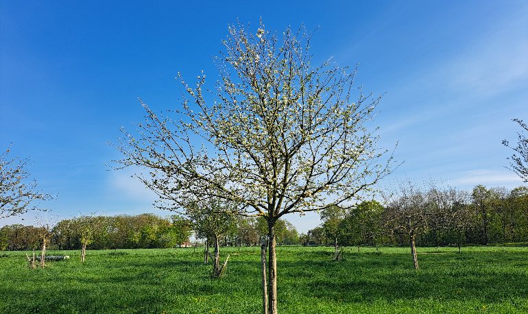 Erik Bemelmans boomgaard