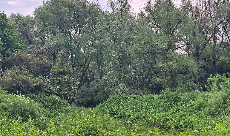 Vroege vogels