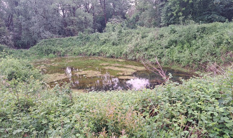 Vroege vogels