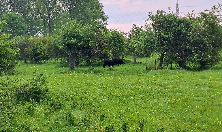 Vroege vogels