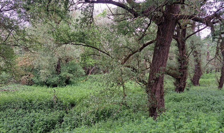 Vroege vogels