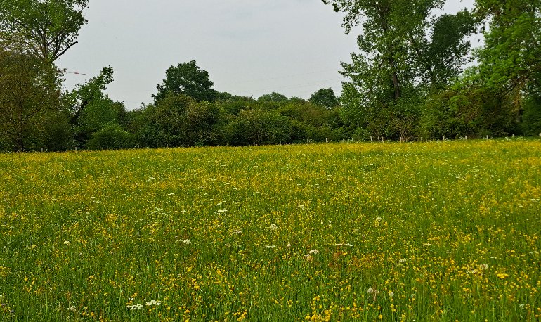 Vroege vogels