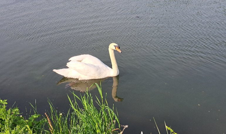 Vroege vogels