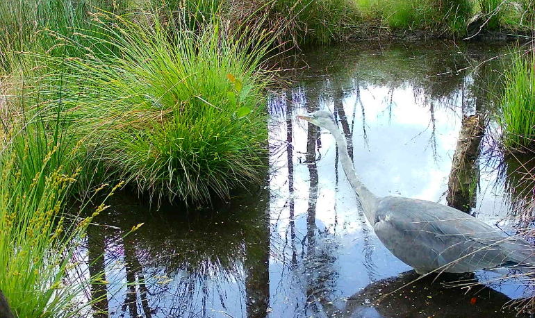 Natuurreservaat 'Vijvercascade' Stevoorden-Hoefaert