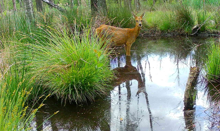 Natuurreservaat 'Vijvercascade' Stevoorden-Hoefaert