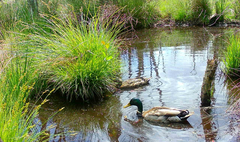 Natuurreservaat 'Vijvercascade' Stevoorden-Hoefaert