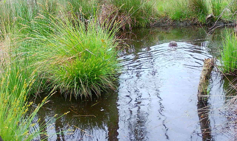 Natuurreservaat 'Vijvercascade' Stevoorden-Hoefaert